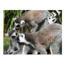 Ring Tailed Lemursvykort