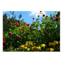 Ringblomma-, zinnias- och blå himmelATC Visitkort Mall