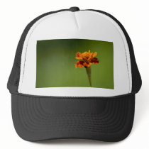 RingblommablommaCloseup