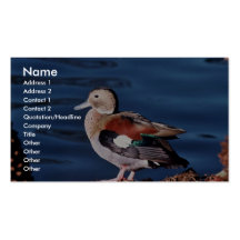 Ringed kricka (Brasilien) Visitkort