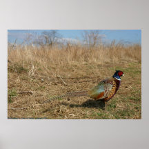 Ringneck Pheasant Affisch