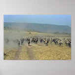 Rinnande Gnus och zebror Affischer