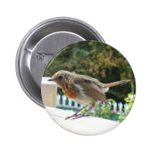 Robin knäppas emblem nål