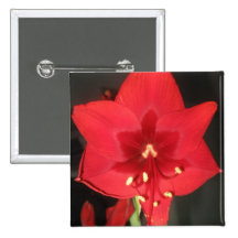 Röd Amaryllisblommamagnet Pins