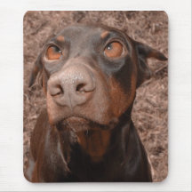 Röd Baron (och rosta), Doberman Mus Matta