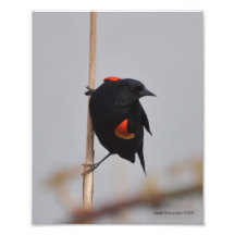 röd bevingad Blackbird 8X10 Foto