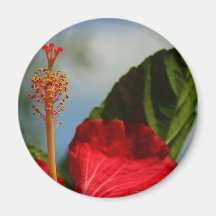 Röd blomma för hibiskus magneter