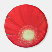 röd blomma kylskåpmagneter