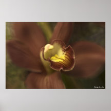 Röd Cymbidium Affisch