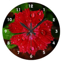 Röd Dianthus med Raindrops
