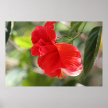 Röd dubbel hibiskus på kanvastryck affisch