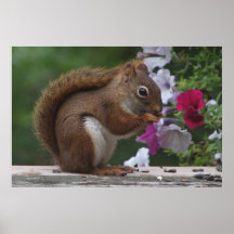 Röd ekorre och Petunias Print