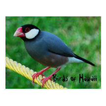 Röd fakturerad Java Sparrow i Hawaii Vykort