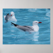 Röd-fakturerade fiskmåsar affisch
