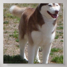 Röd husky affischer