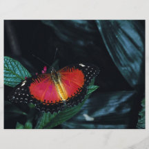 Röd lacewing, Asien Custom Flyer