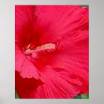Röd målad hibiskus posters