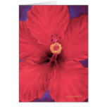 Röd mång- hibiskusblommamålning - kort