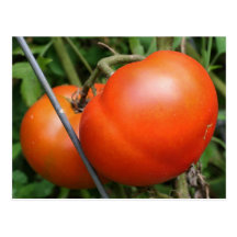 Röd mogen trädgårds- vykort för tomatnaturfoto