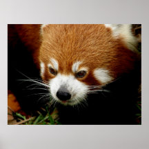 Röd Panda Affisch