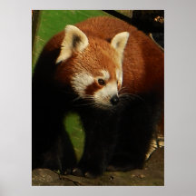 Röd Pandapromenad Affisch