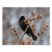 Röd-påskyndad Blackbird Fotografiska Tryck
