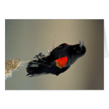 Röd-påskyndad Blackbird Hälsningskort