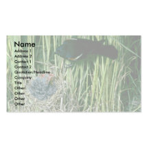 Röd-påskyndad Blackbird (manlig) med barn Visit Kort