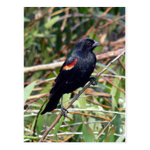 Röd-påskyndad Blackbird Vykort