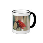 Röd ros kaffe koppar