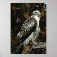 Röd Tailed hökfotoaffisch