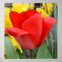 Röd tulpanblomma affisch