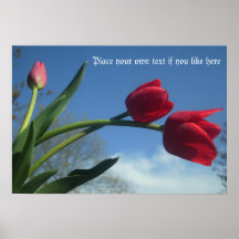 Röd tulpanvårtulpan posters
