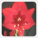 Röda Amaryllisblommaklistermärkear
