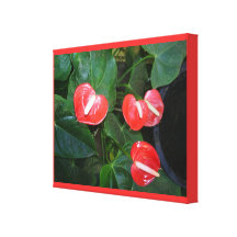 Röda Anthuriums slogg in kanfas Sträckt Canvastryck