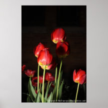 röda blommor print