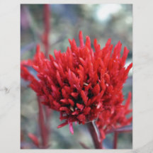 Röda blommor personliga flygblad