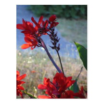Röda blommor vykort