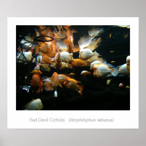 Röda djävulenCichlids Print