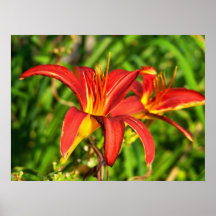 Röda Lillies Posters