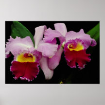 Röda OrchidcattleyaIrene Finney blommor Affisch