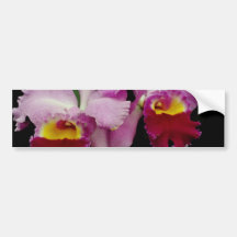 Röda OrchidcattleyaIrene Finney blommor Bildekal