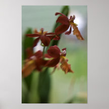Röda Orchids Posters