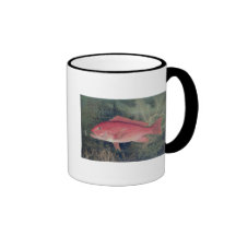 Röda Snapper, från 'modiga fiskar av det enigt pås Kaffe Muggar