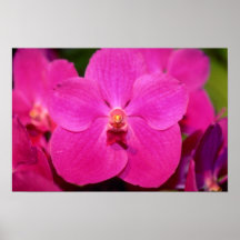 Röda Vanda blommor Print