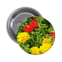 Röda Zinniasblommor Pins