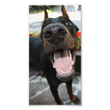 Rolig Doberman Fototryck