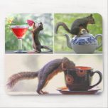 Rolig ekorrebildCollage Mus Matta