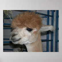 Rolig frisyr på Llama Print
