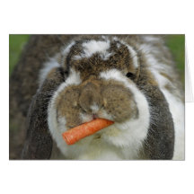 Rolig Holland Lop kaninkanin som äter moroten Hälsningskort